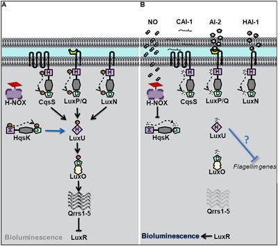 Insights Into Nitric Oxide Modulated Quorum Sensing Pathways